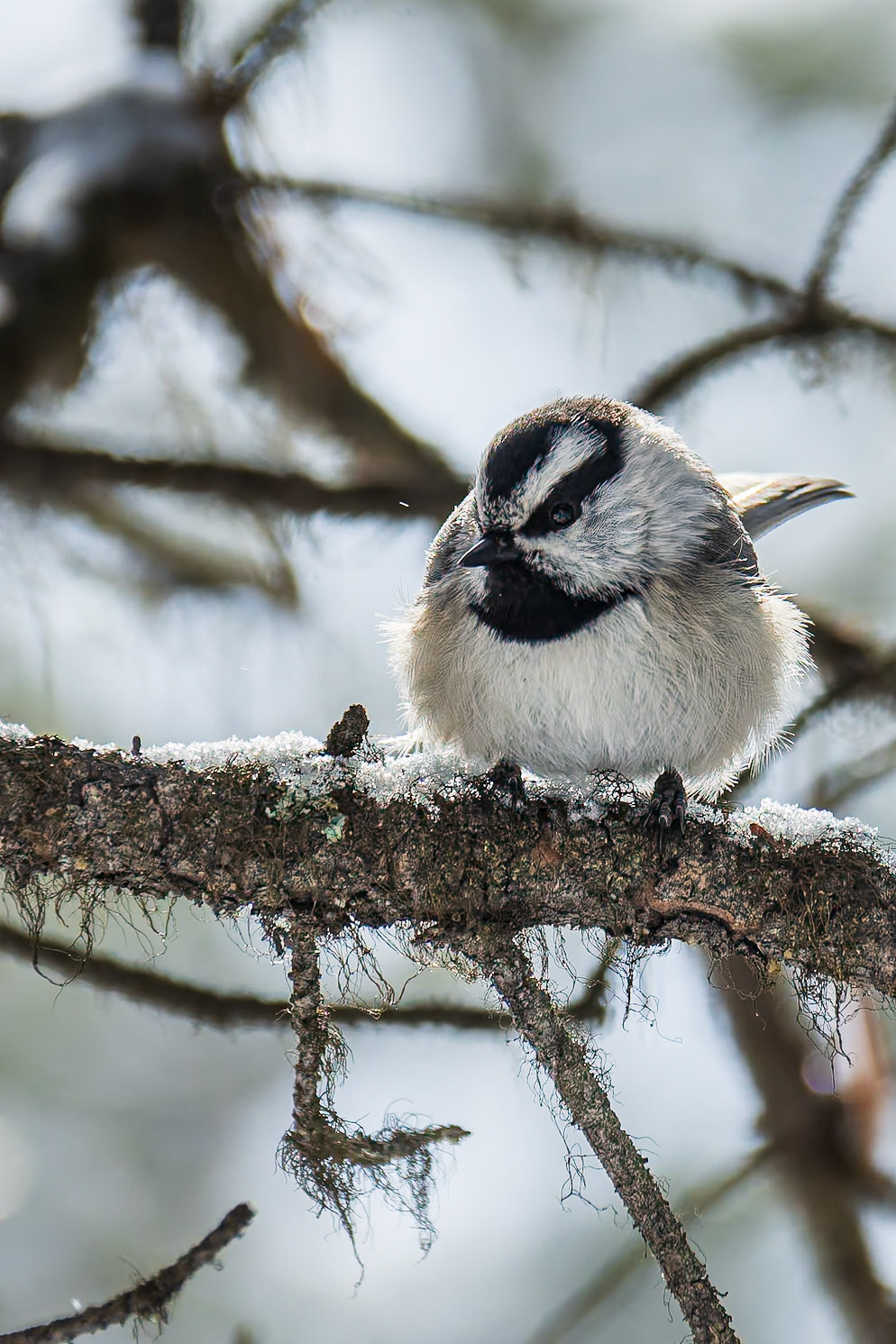 Mountain chickadee perched on a branch on a frosty morning in the Canadian Rockies.