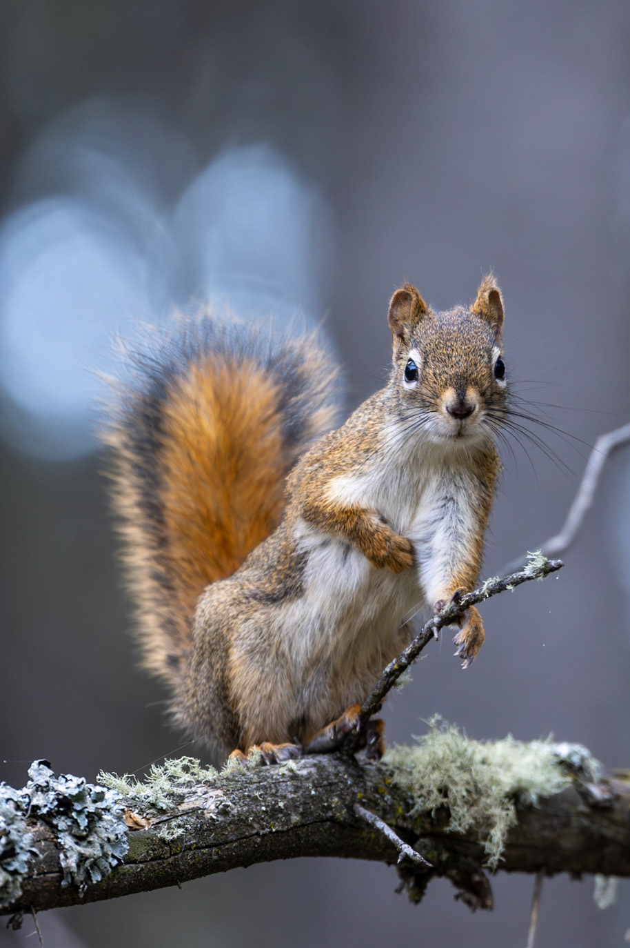 Red squirrel in Cypress Hills Provincial Park, Alberta.