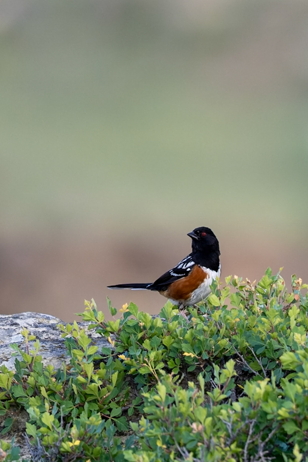 Spotted towhee in Writing-on-Stone Provincial Park in Alberta.