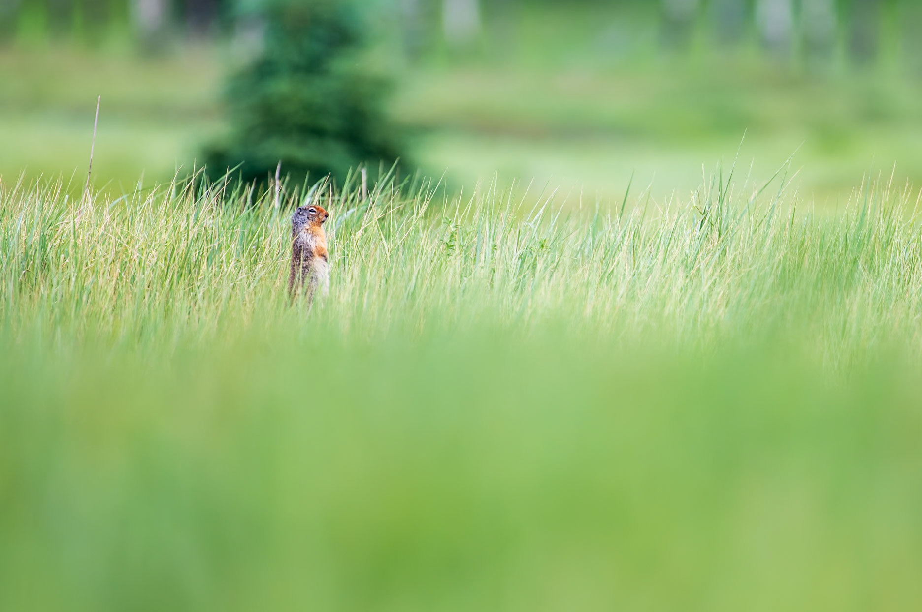 A Columbian ground squirrel stands guard for the colony.