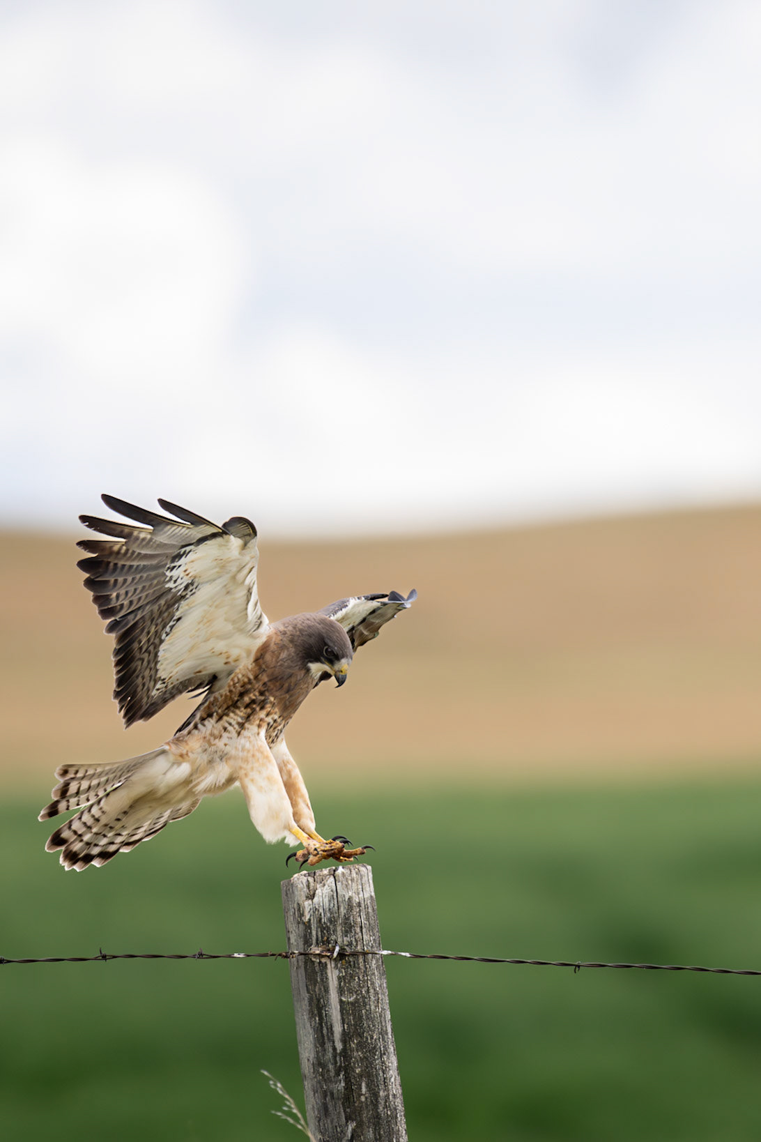 Swainson's hawk landing on a fence post in southern Alberta.