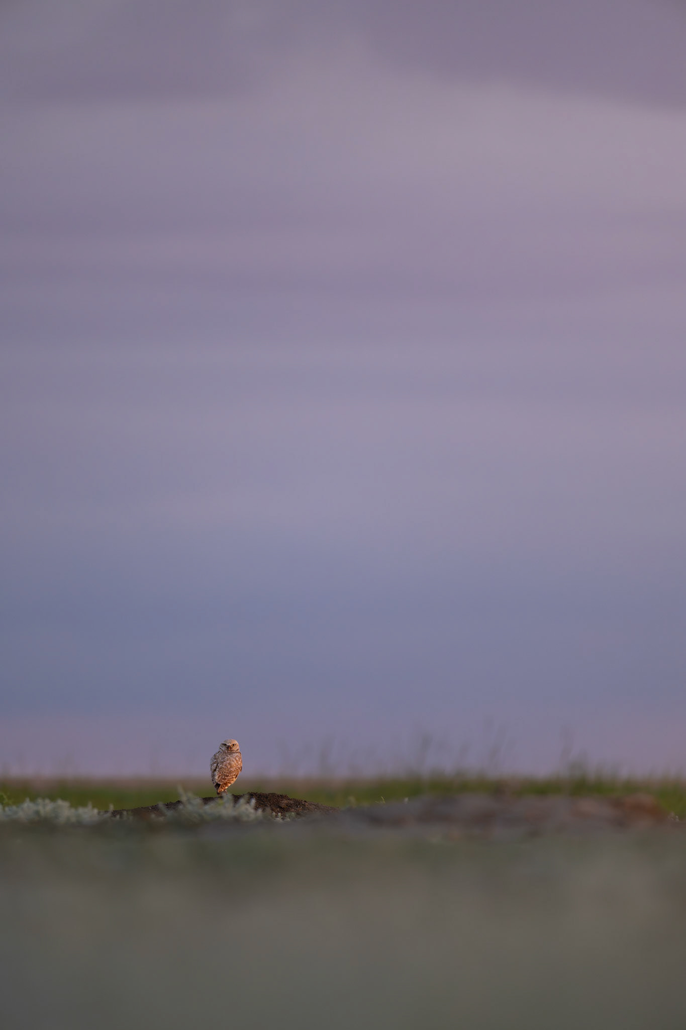 Burrowing owl, Grasslands National Park - West Block, Saskatchewan.