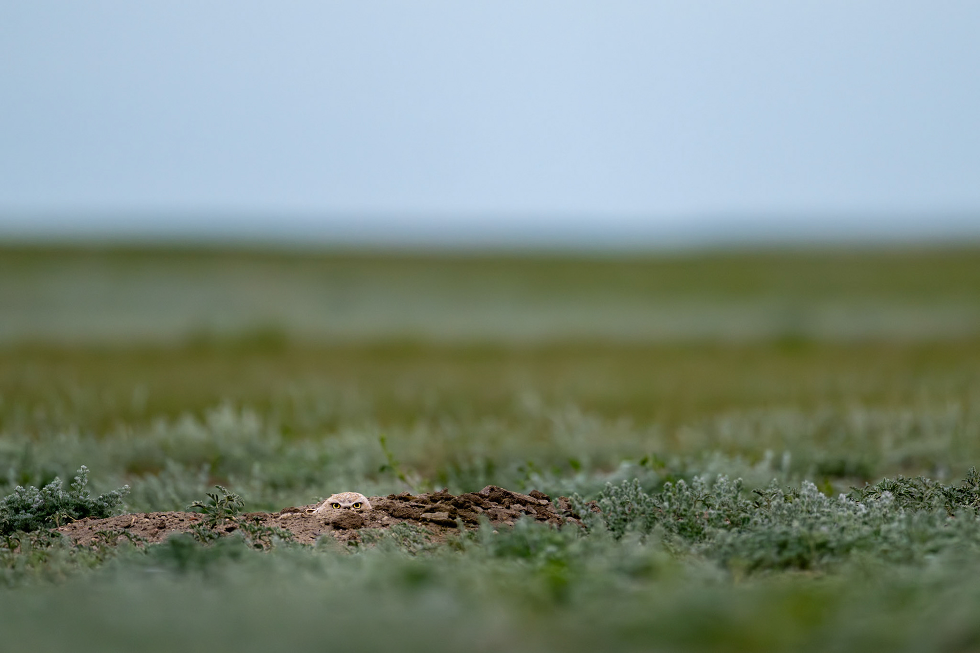 Burrowing owl, Grasslands National Park - West Block, Saskatchewan.