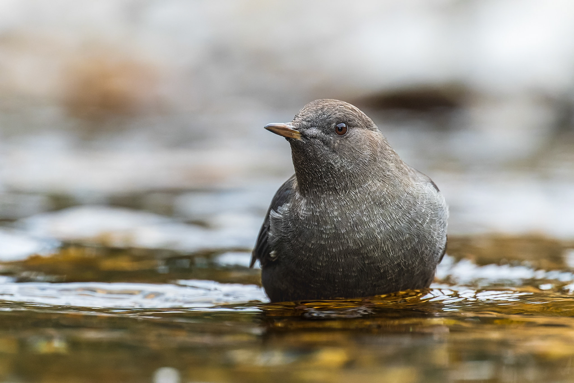 American dipper scours the shallow waters of a river looking for food.