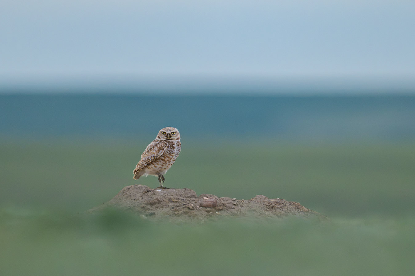 Burrowing owl, Grasslands National Park - West Block, Saskatchewan.