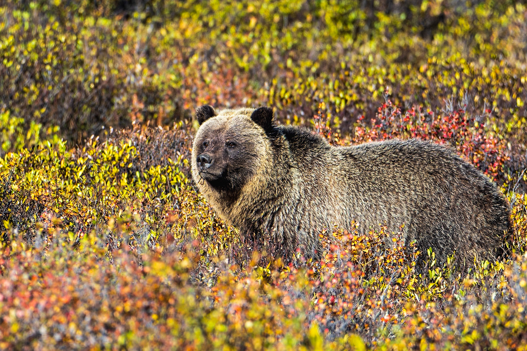 Grizzly bear foraging in colourful fall vegetation.