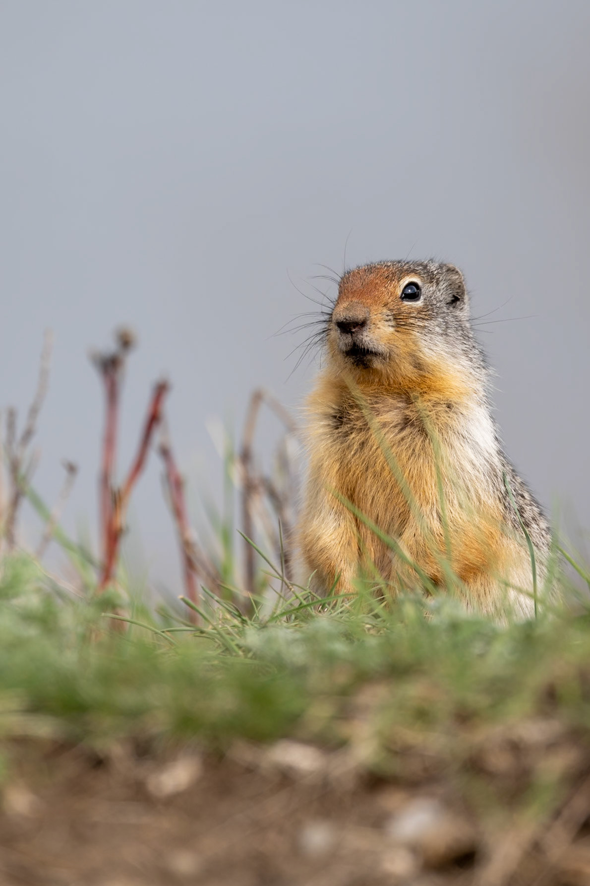 Columbian ground squirrel, Waterton Lakes National Park, Alberta.