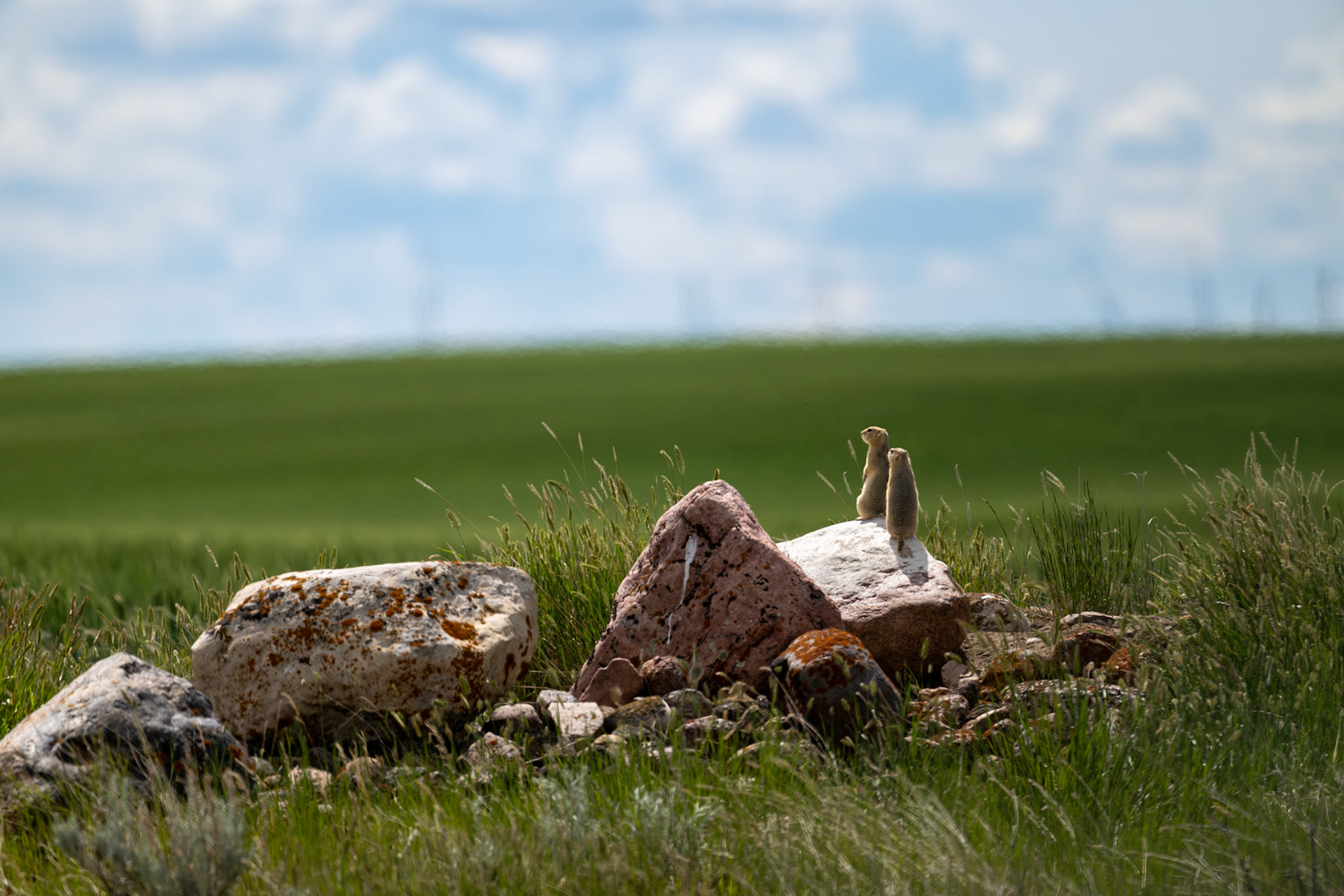 Two Richardson's ground squirrels overlook the southern Alberta prairies in the midday heat.