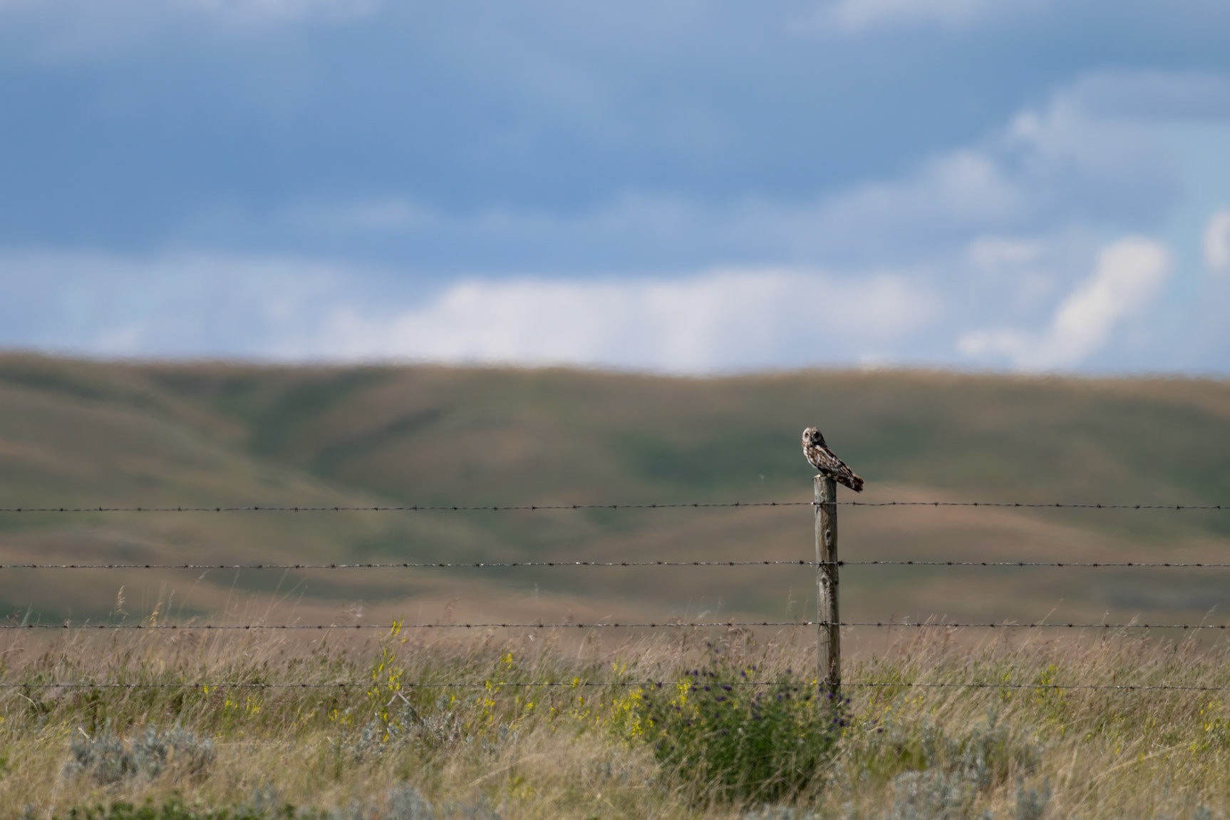Short-eared owl perched during the midday heat in southern Alberta.