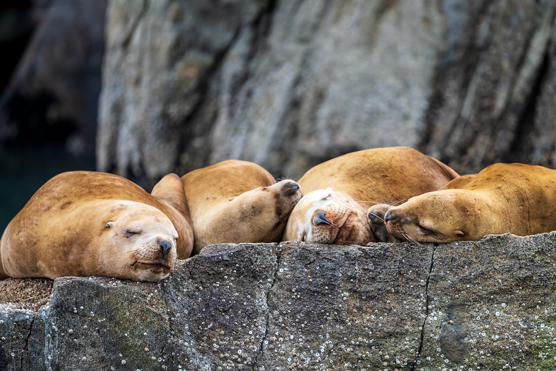 Steller sea lions sleep on a rock in the Kenai Fjords National Park.