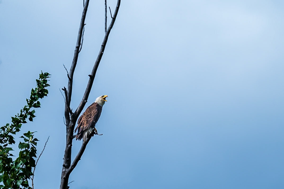 Bald eagle calls from a perch overlooking the Elk River.