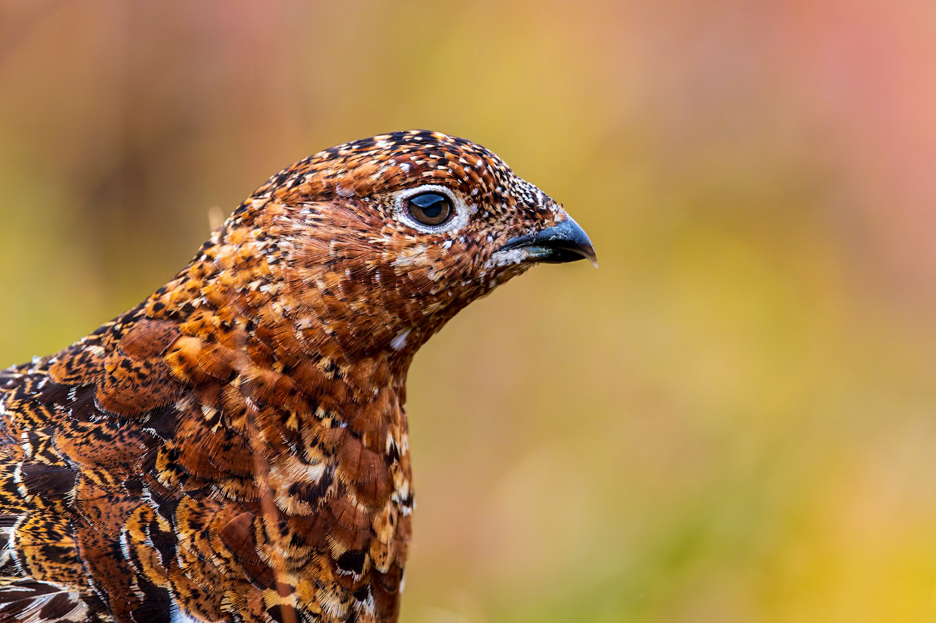Curious willow ptarmigan against a backgrop of Denali fall colours.