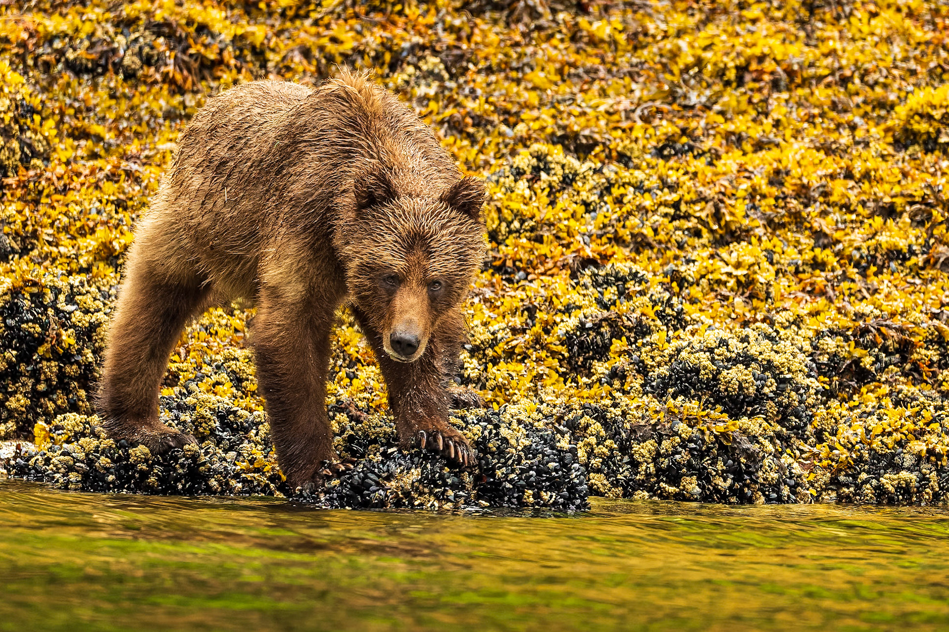 Grizzly bear eating molluscs along the estuary in the Khutzeymateen Grizzly Bear Sanctuary.