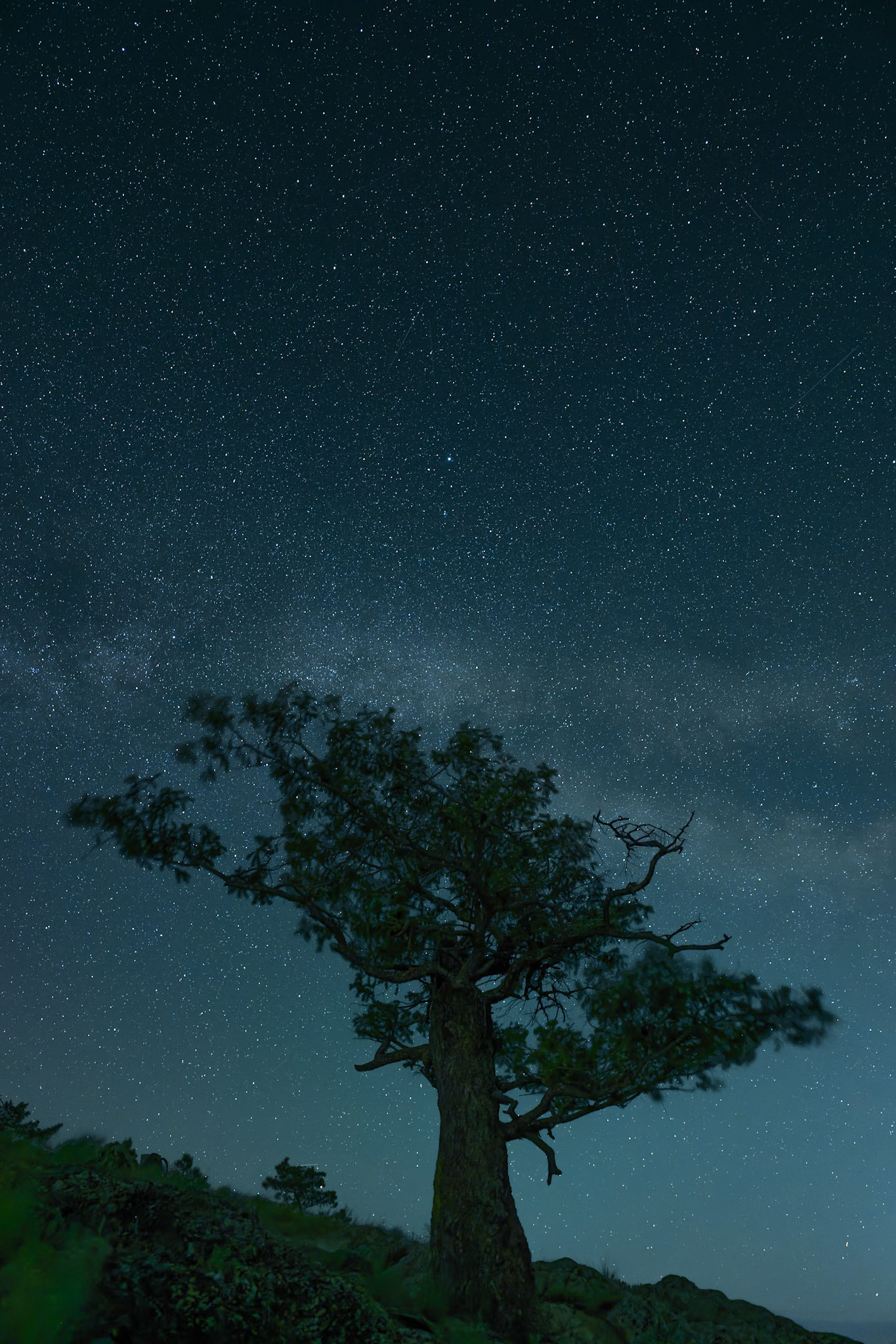A windblown pine tree sways beneath the Milky Way in the Wycliffe Buttes near Cranbrook, British Columbia. Captured in a long exposure on a clear night, the motion in the branches contrasts with the stillness of the stars above.