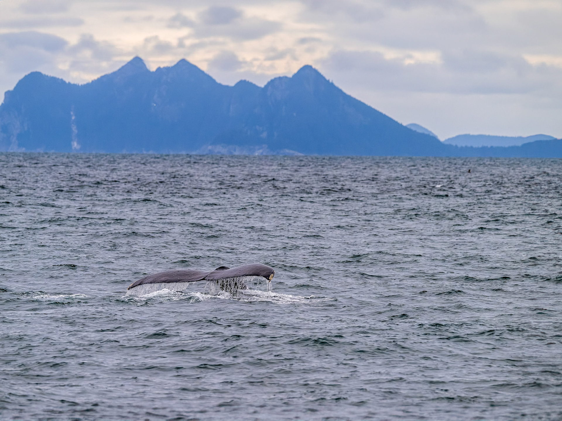 Humpback whale tail fluke in the gorgeous backgrounds of Kenai Fjords National Park.