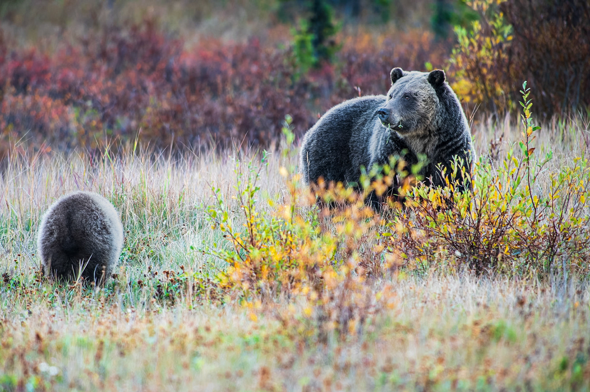 Grizzly bear sow keeping a watchful eye on her cub as they forage in a meadow in the Canadian rockies.