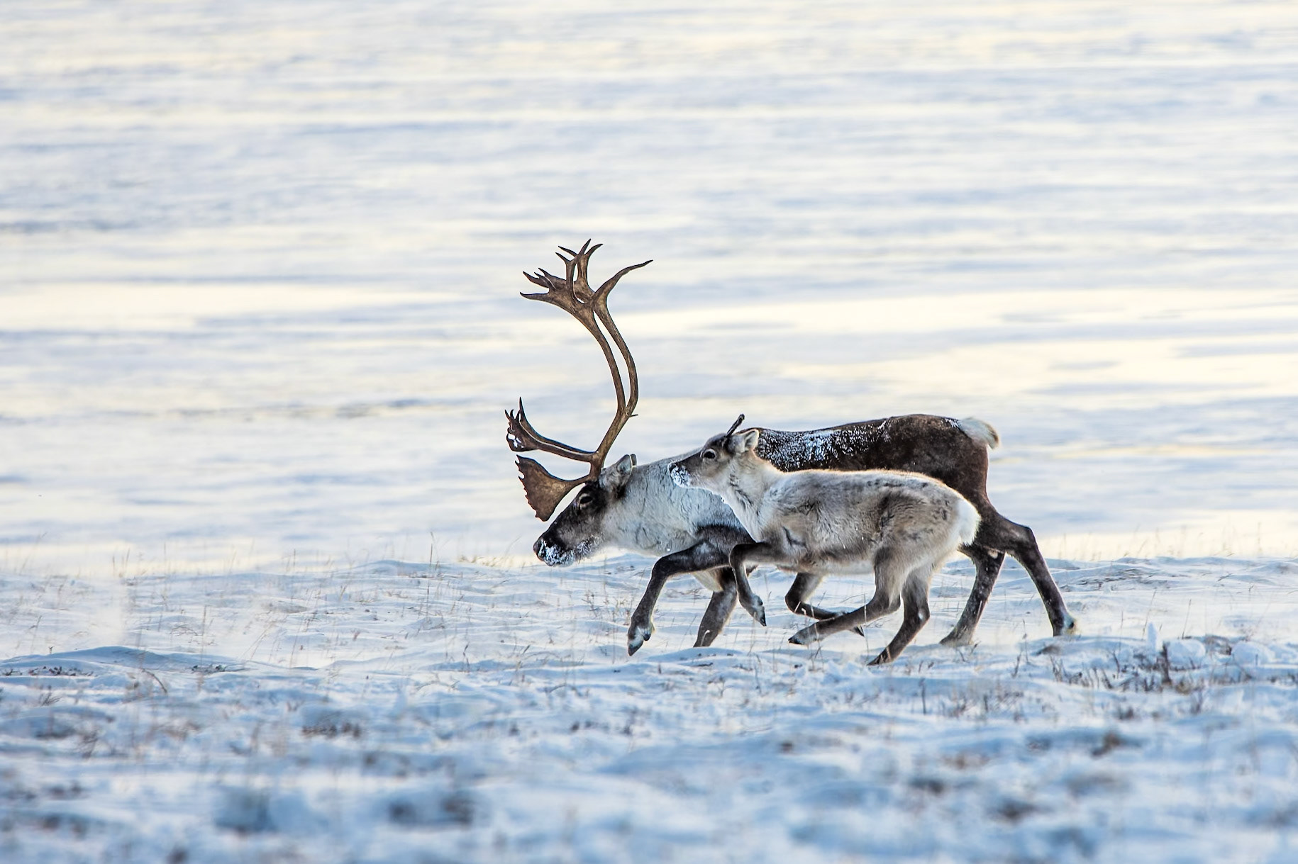 Bull and calf barren-ground caribou running at edge of a frozen lake.