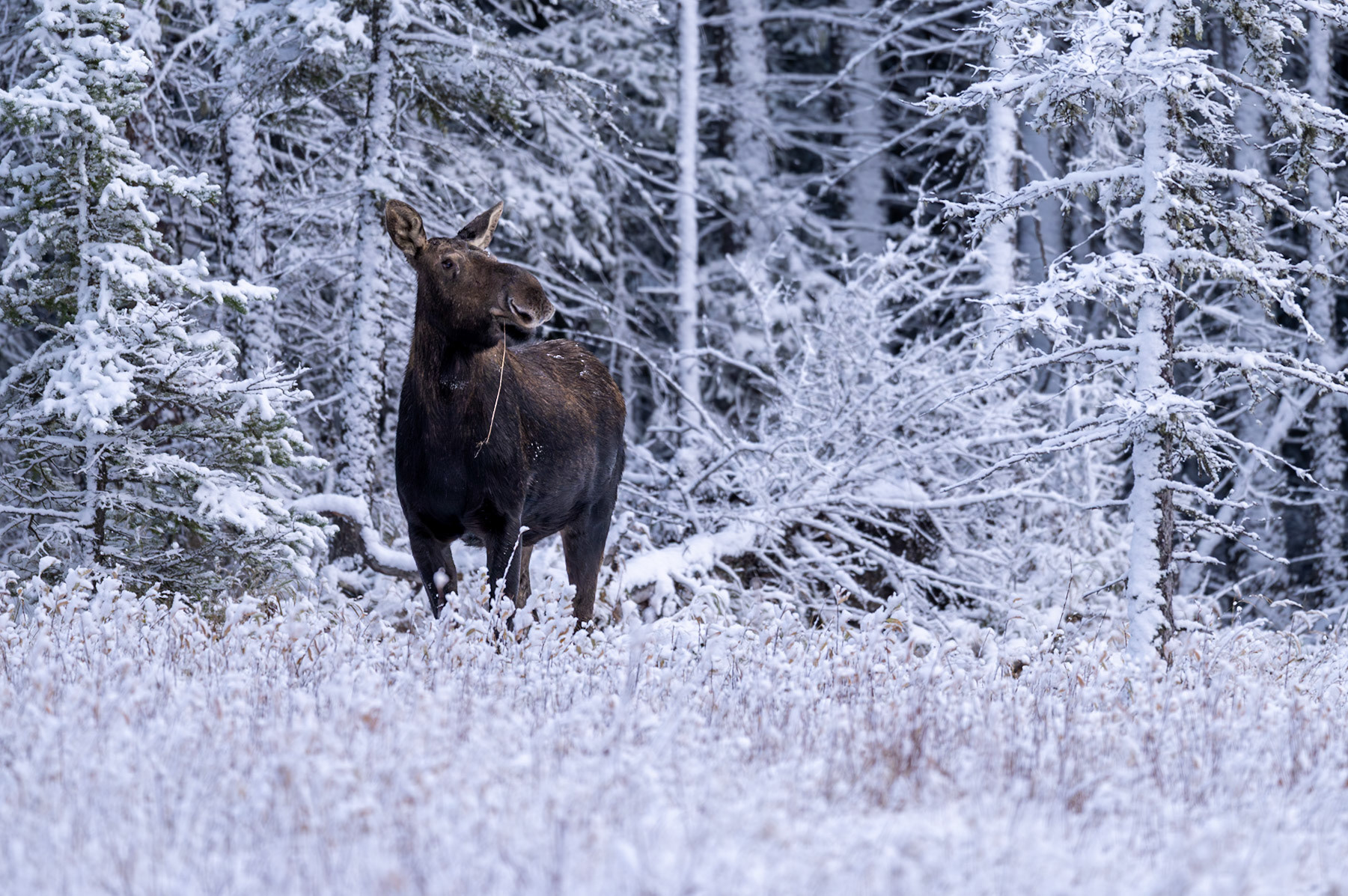 Cow moose in Cypress Hills Provincial Park, Alberta.