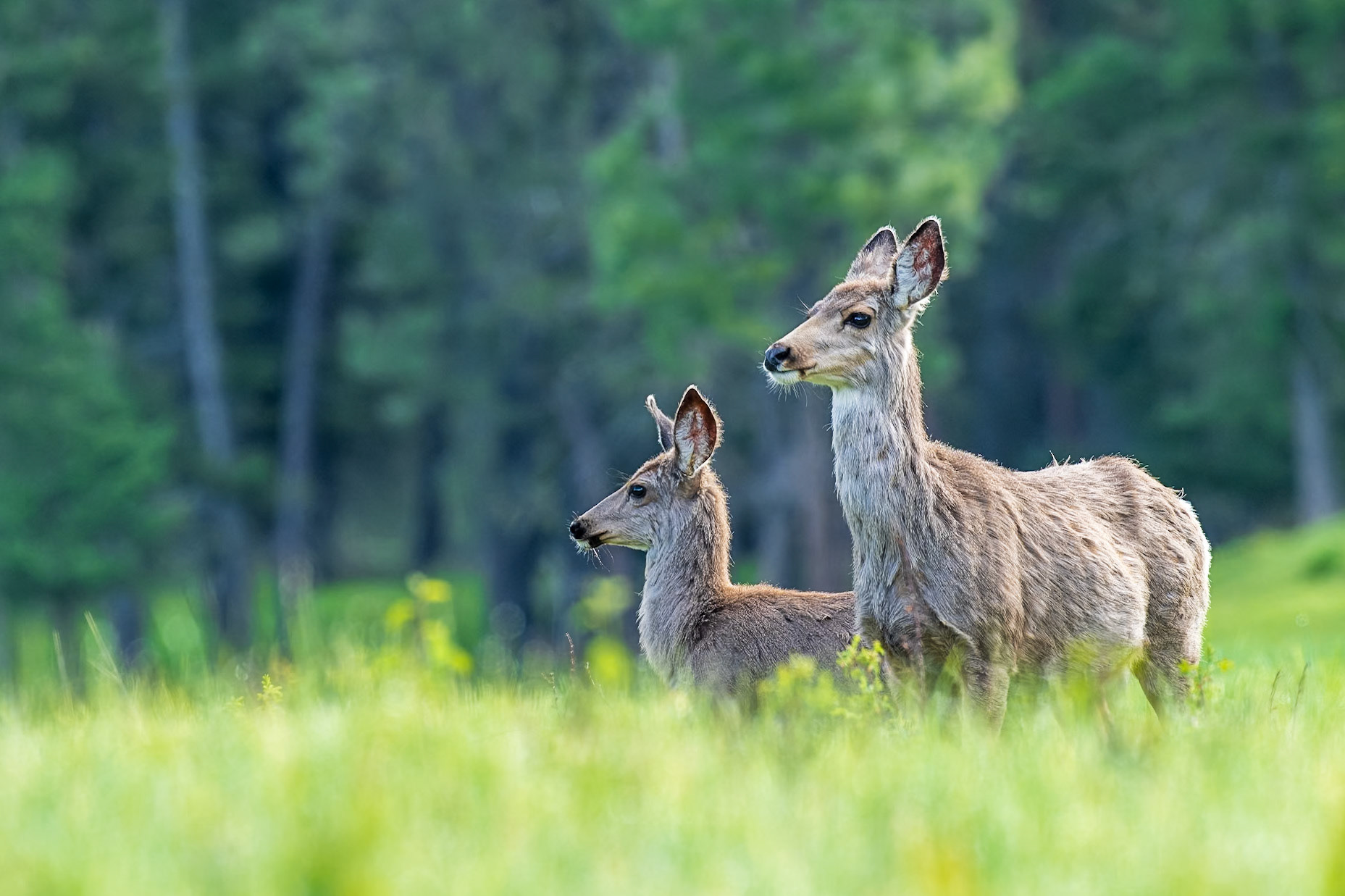 Doe and fawn mule deer wander through a sunlit meadow.