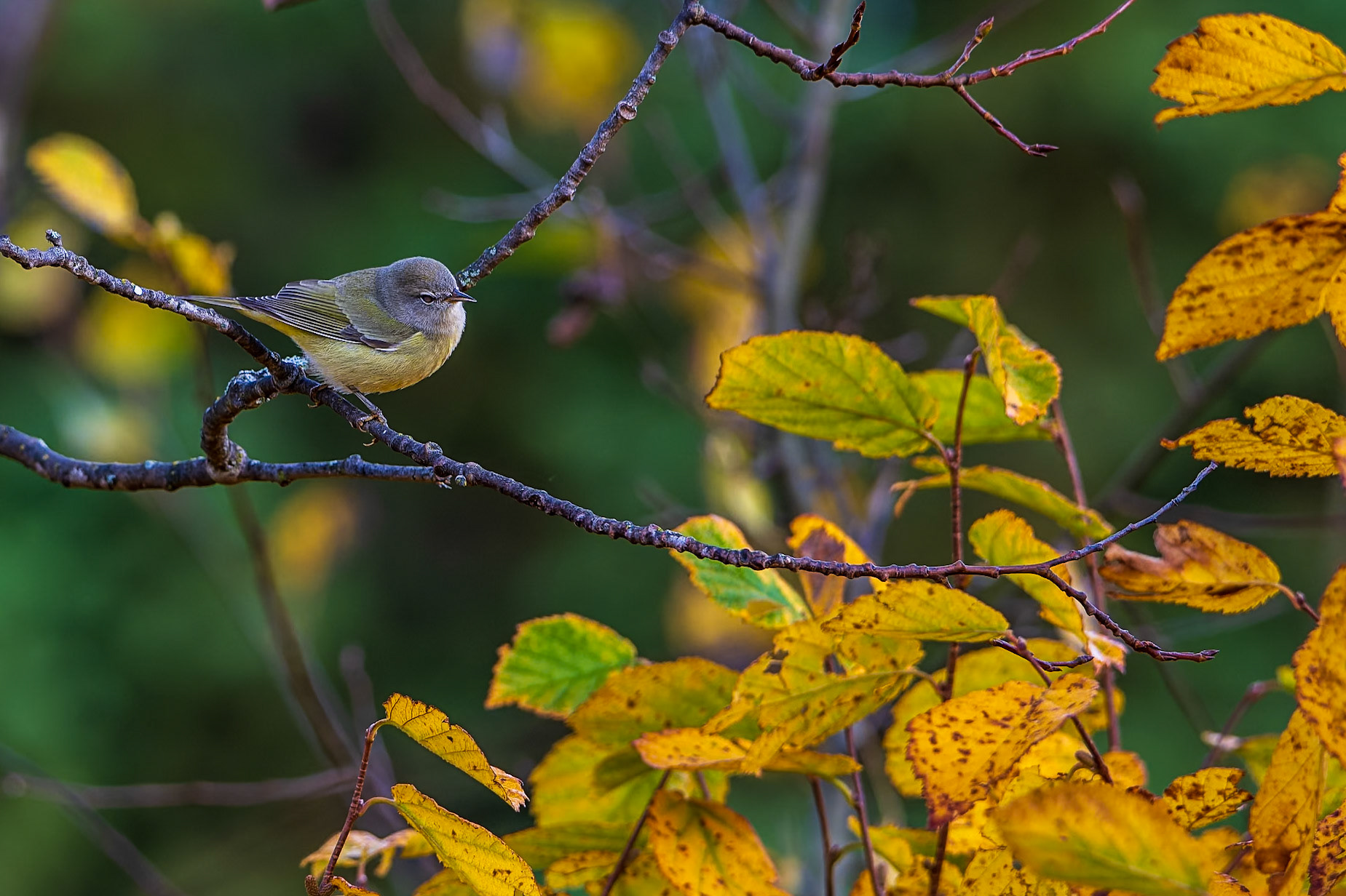 Orange-crowned warbler perched on branch in fall colours.