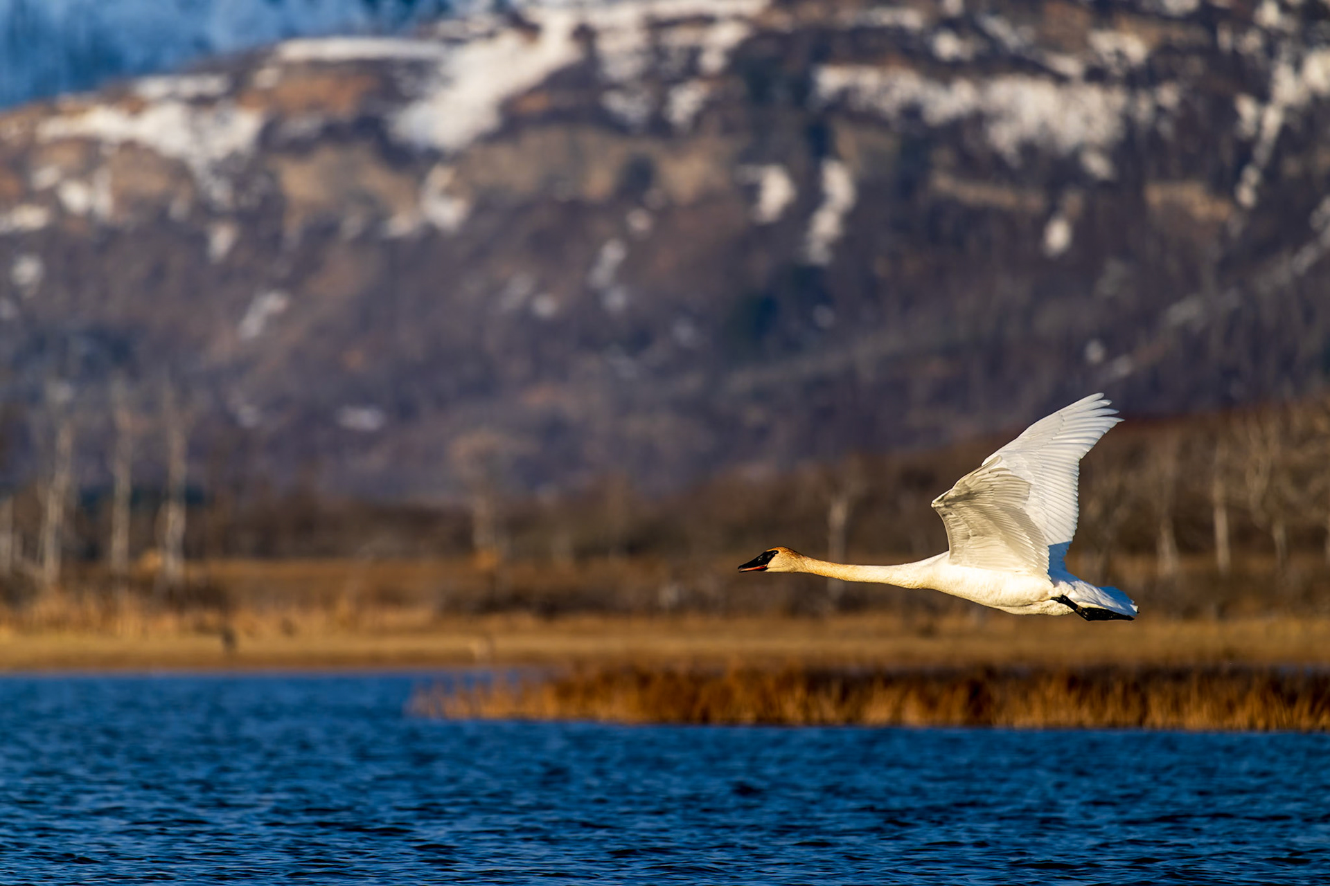 A migrating trumpeter swan flying across a waterbody in Waterton Lakes National Park, Alberta.