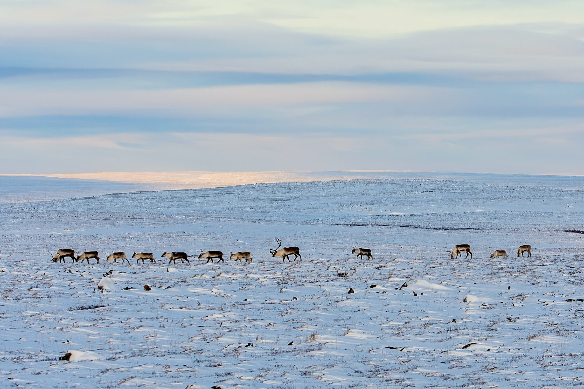 Barren-ground migrating across the Canadian arctic.