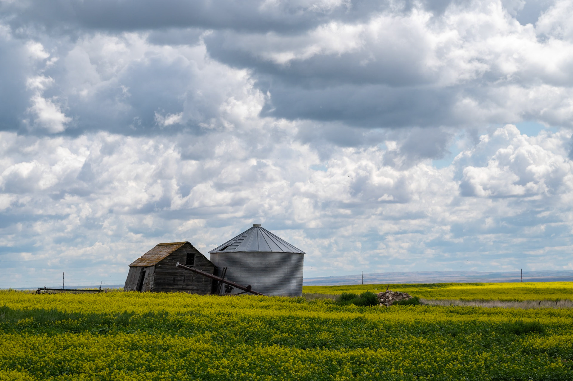 Farm buildings amongst canola in southern Alberta.