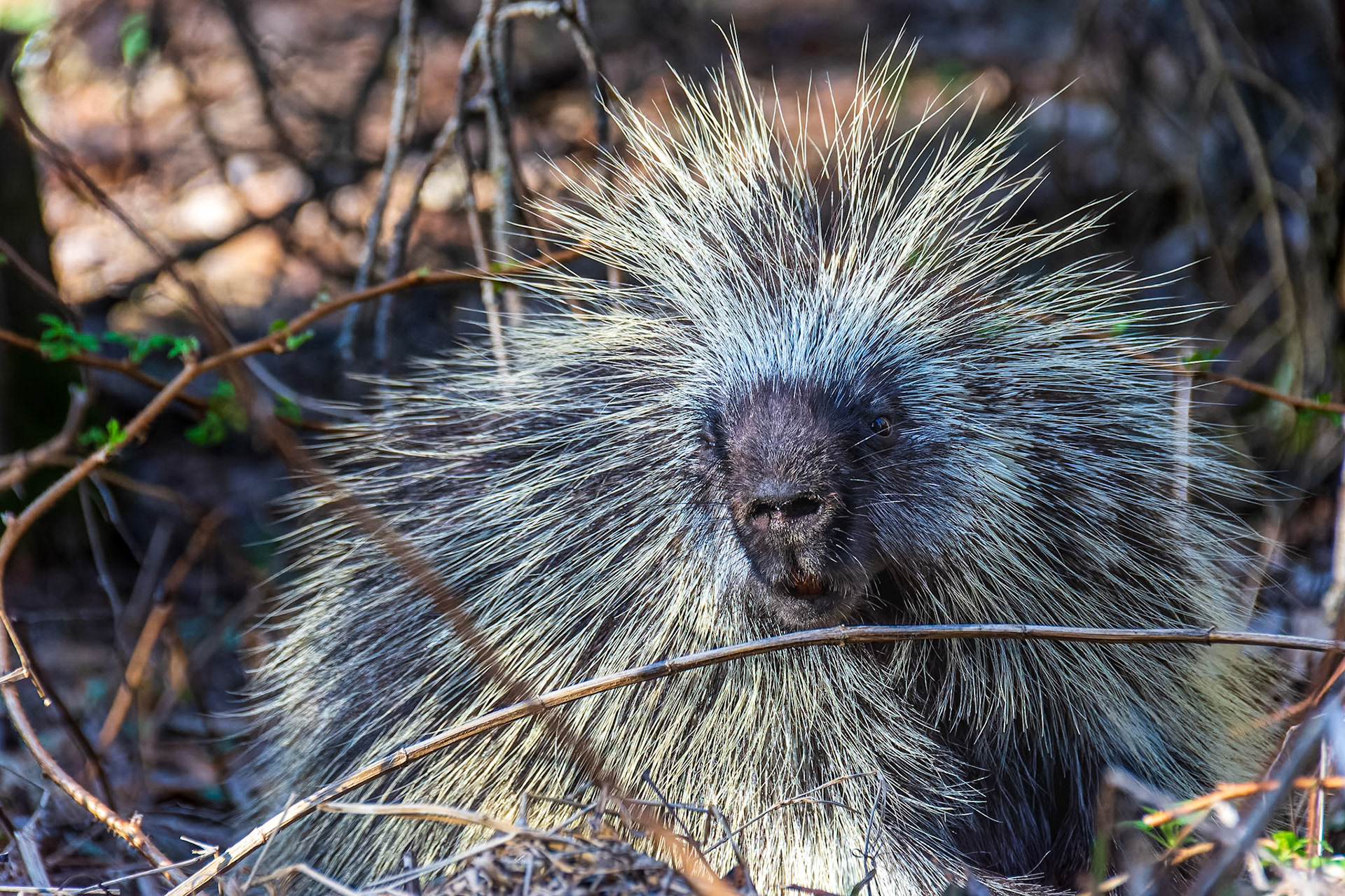 Common porcupine peers out from tangled understory in central Alberta.