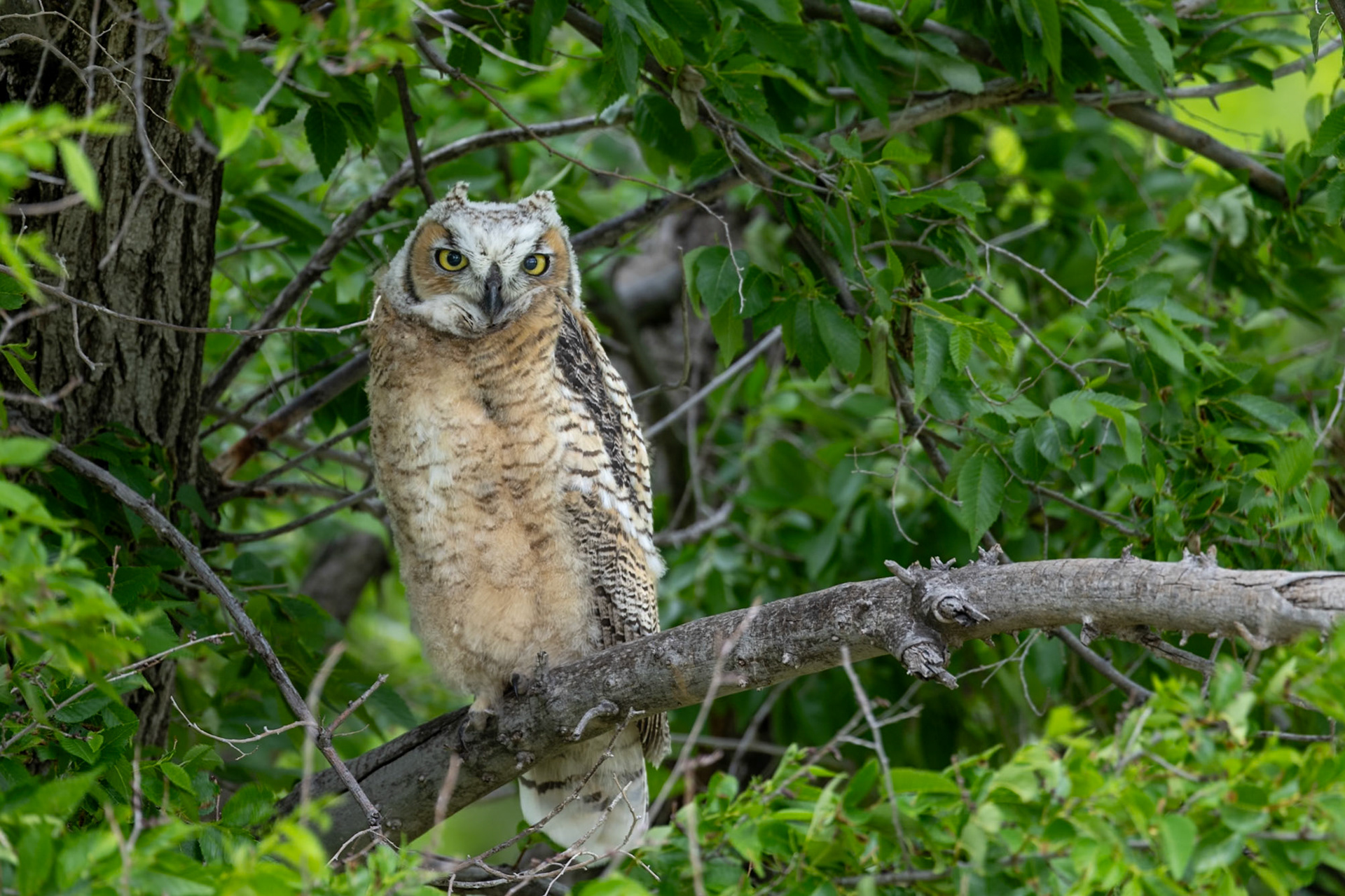 Great horned owl, Grasslands National Park - West Block, Saskatchewan.