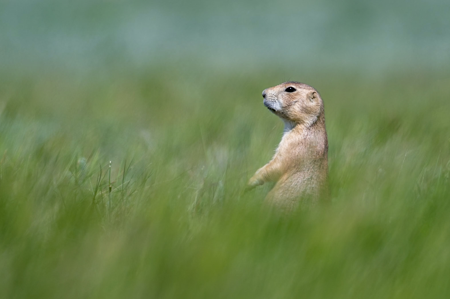 Black-tailed prairie dog, Grasslands National Park - West Block, Saskatchewan.