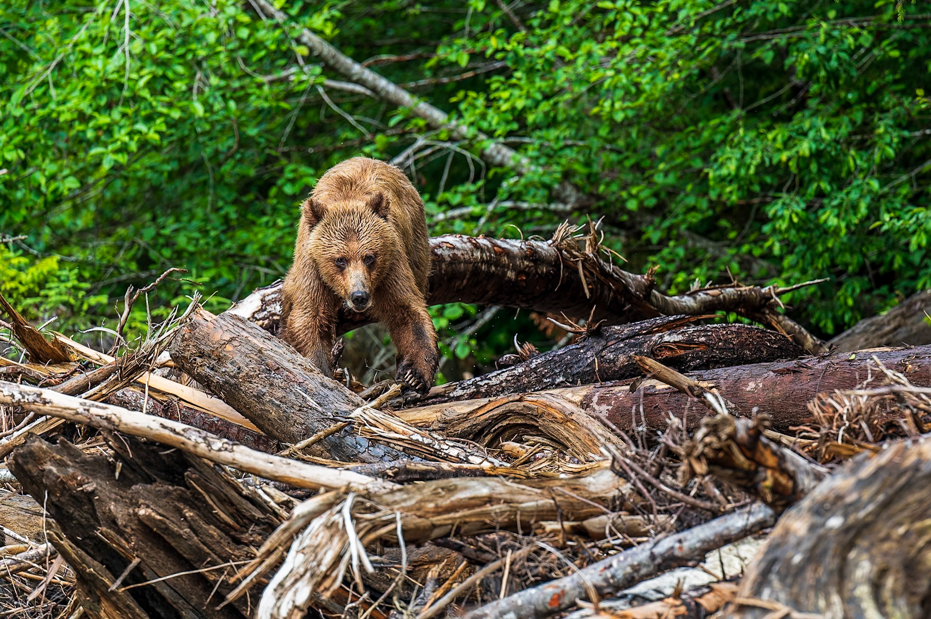 Grizzly bear navigating downed trees along a creek's edge.