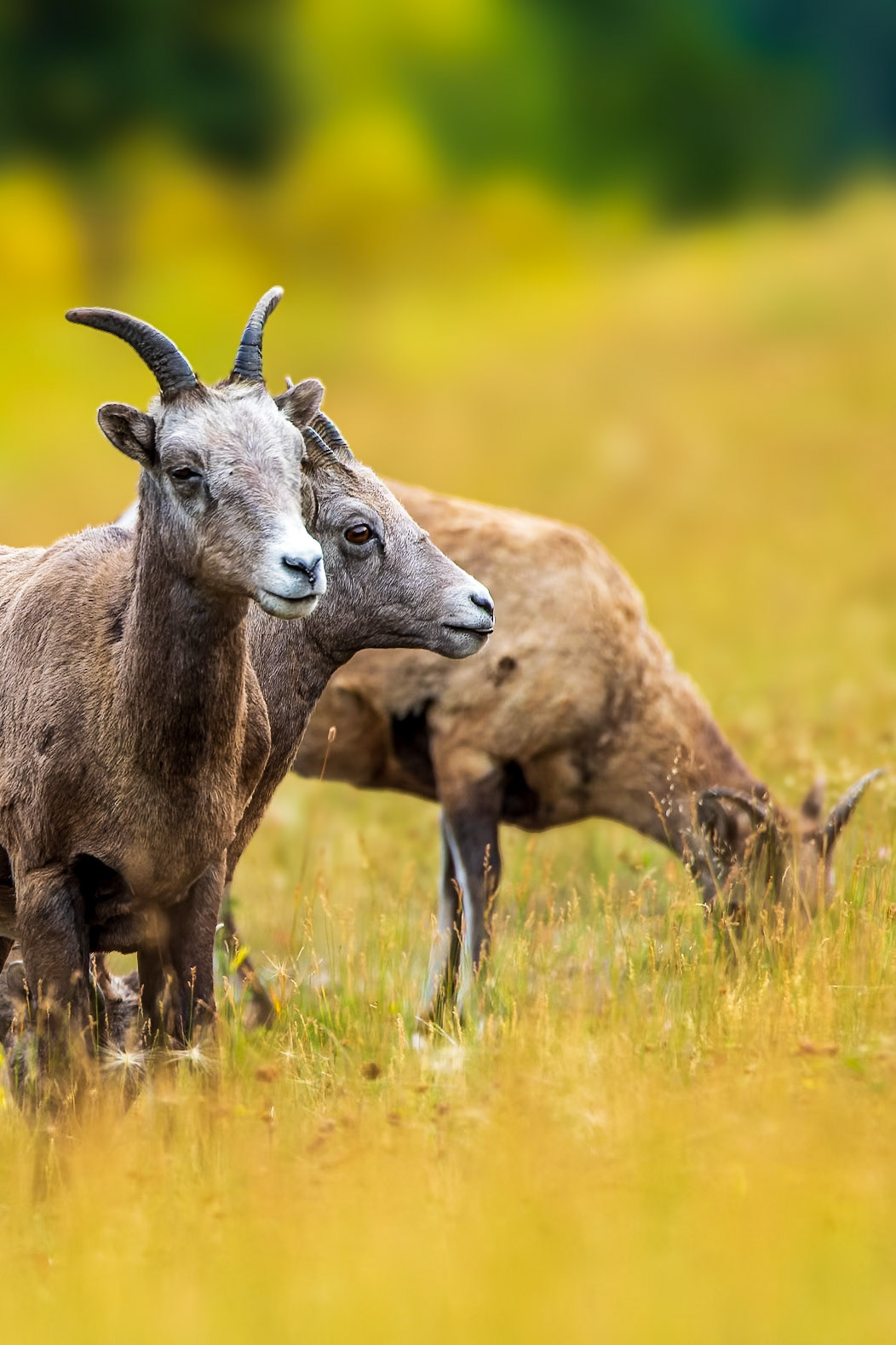 Bighorn sheep ewes foraging along a roadside.