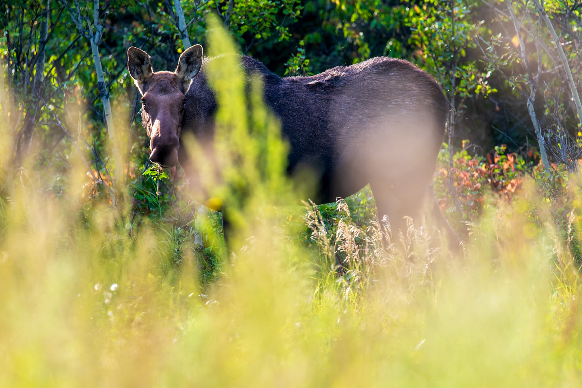 Cow moose in evening light along the edge of an aspen forest stand in central Alberta.