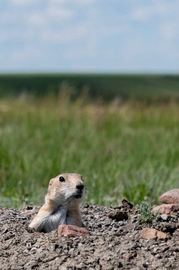 Black-tailed prairie dog, Grasslands National Park - West Block, Saskatchewan.