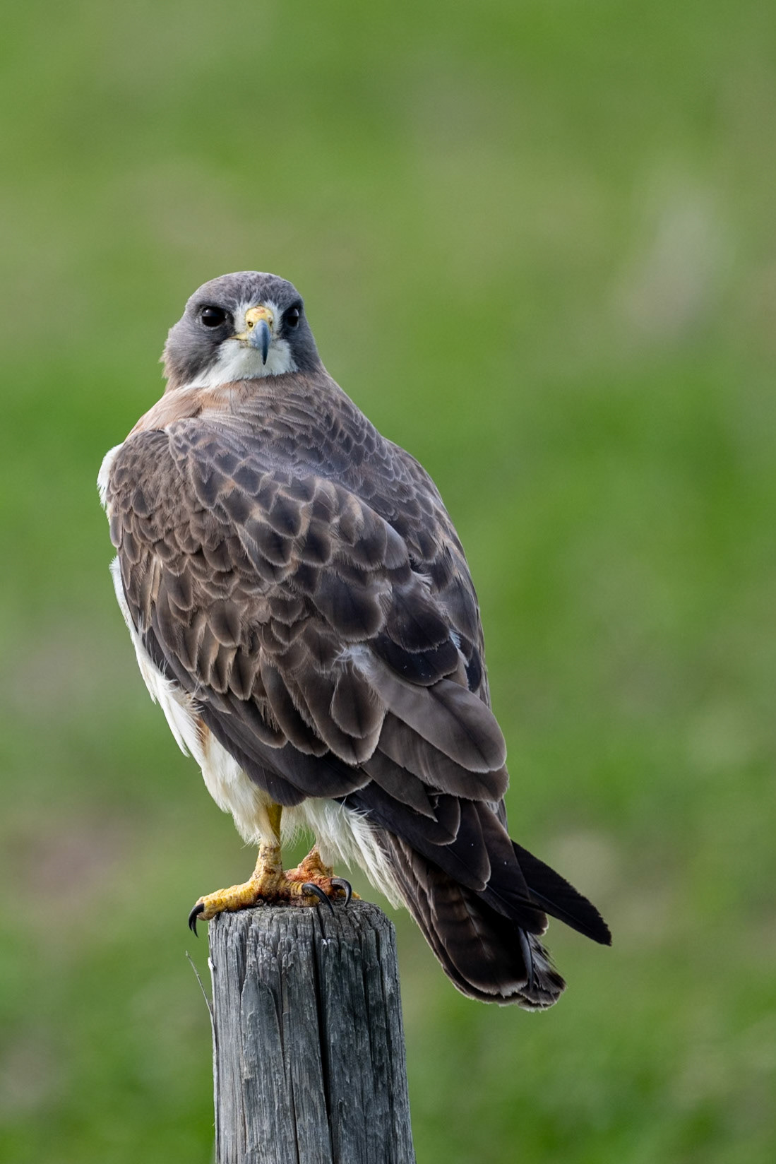 Swainson's hawk, Grasslands National Park - West Block, Saskatchewan.