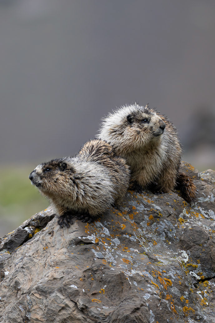 Hoary marmots keeping a watchful eye in Waterton National Park.