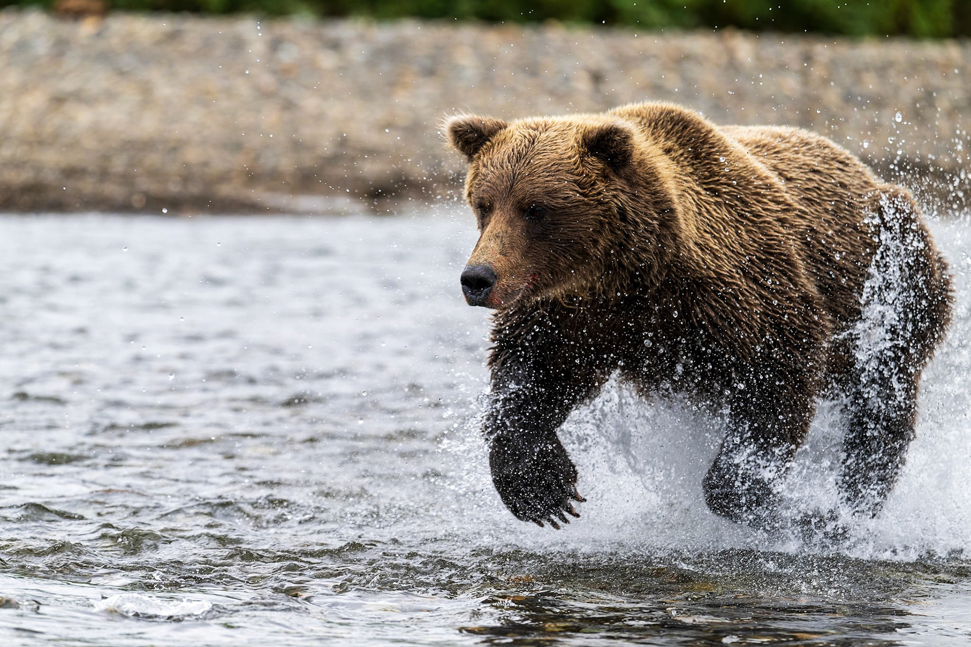After spotting a salmon, a sow grizzly bear startes the chase and bounds into the river.