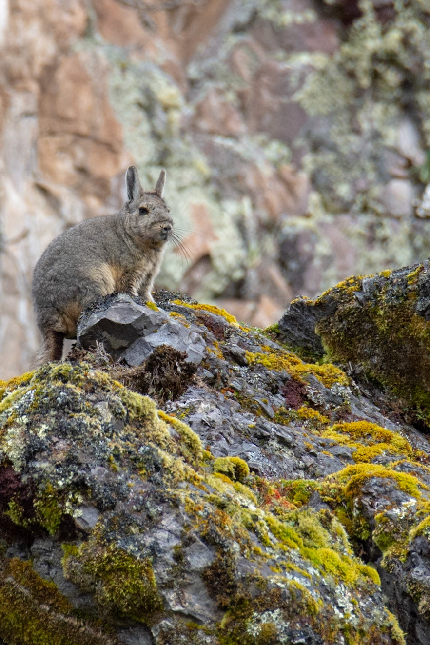 Mountain viscacha in Urubamba mountain range, Peru.