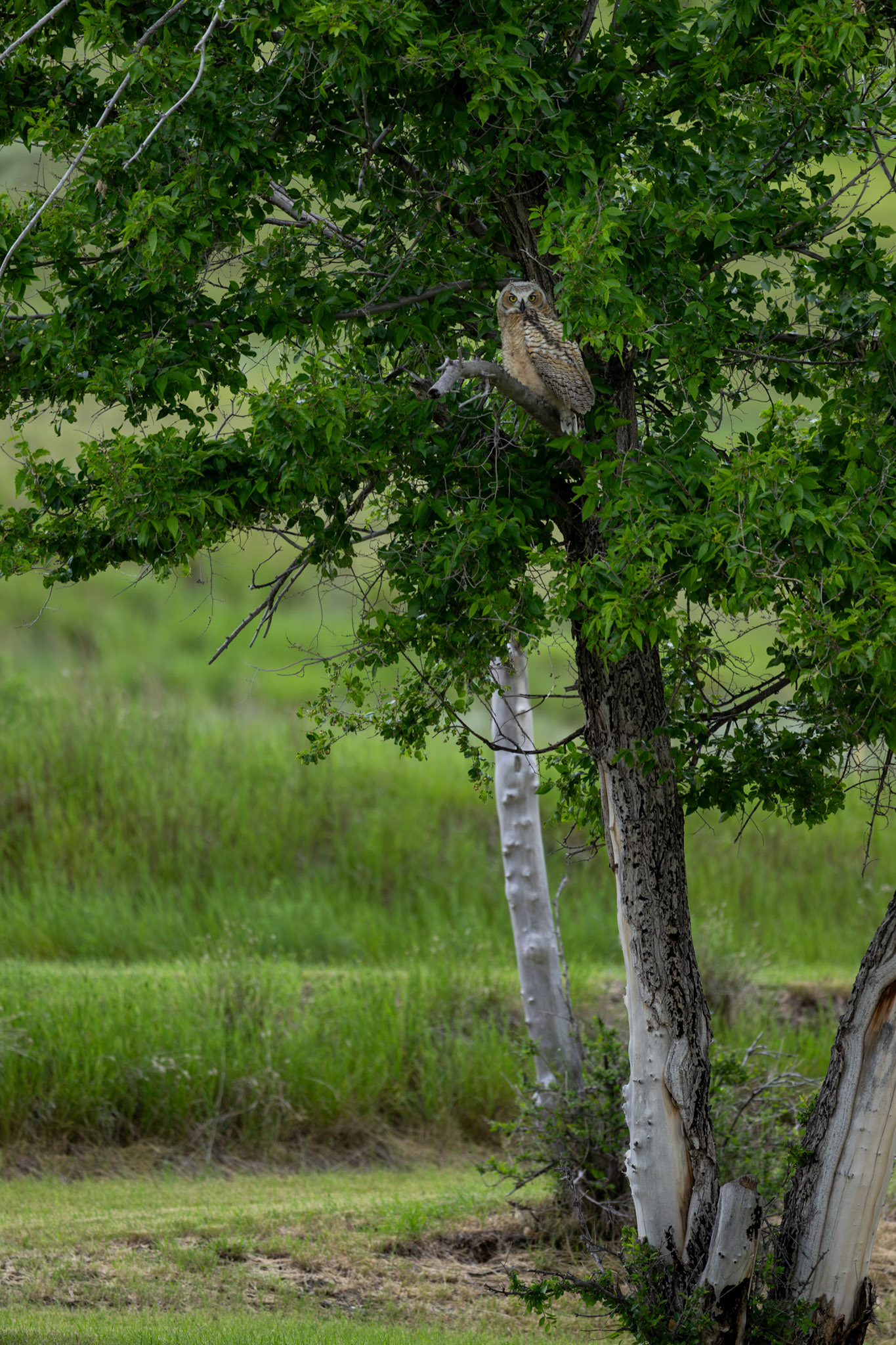Great horned owl, Grasslands National Park - West Block, Saskatchewan.