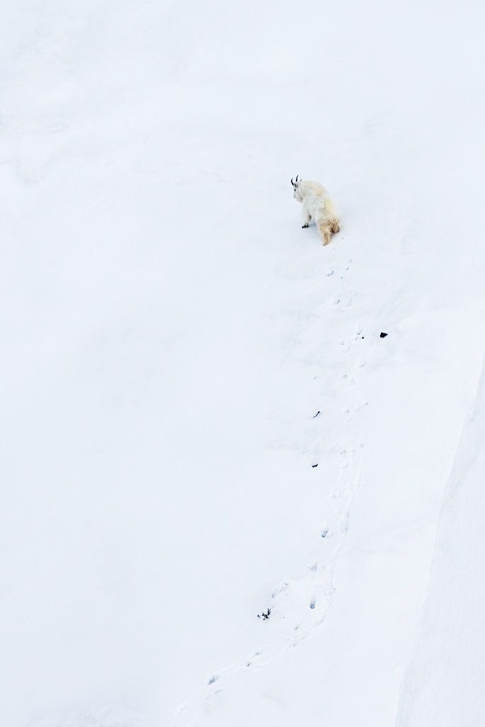 Lone mountain goat climbs a snow-covered ridge.