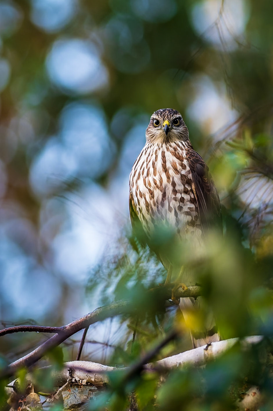 Broad-winged hawk keep watchingful gaze between vegetation.
