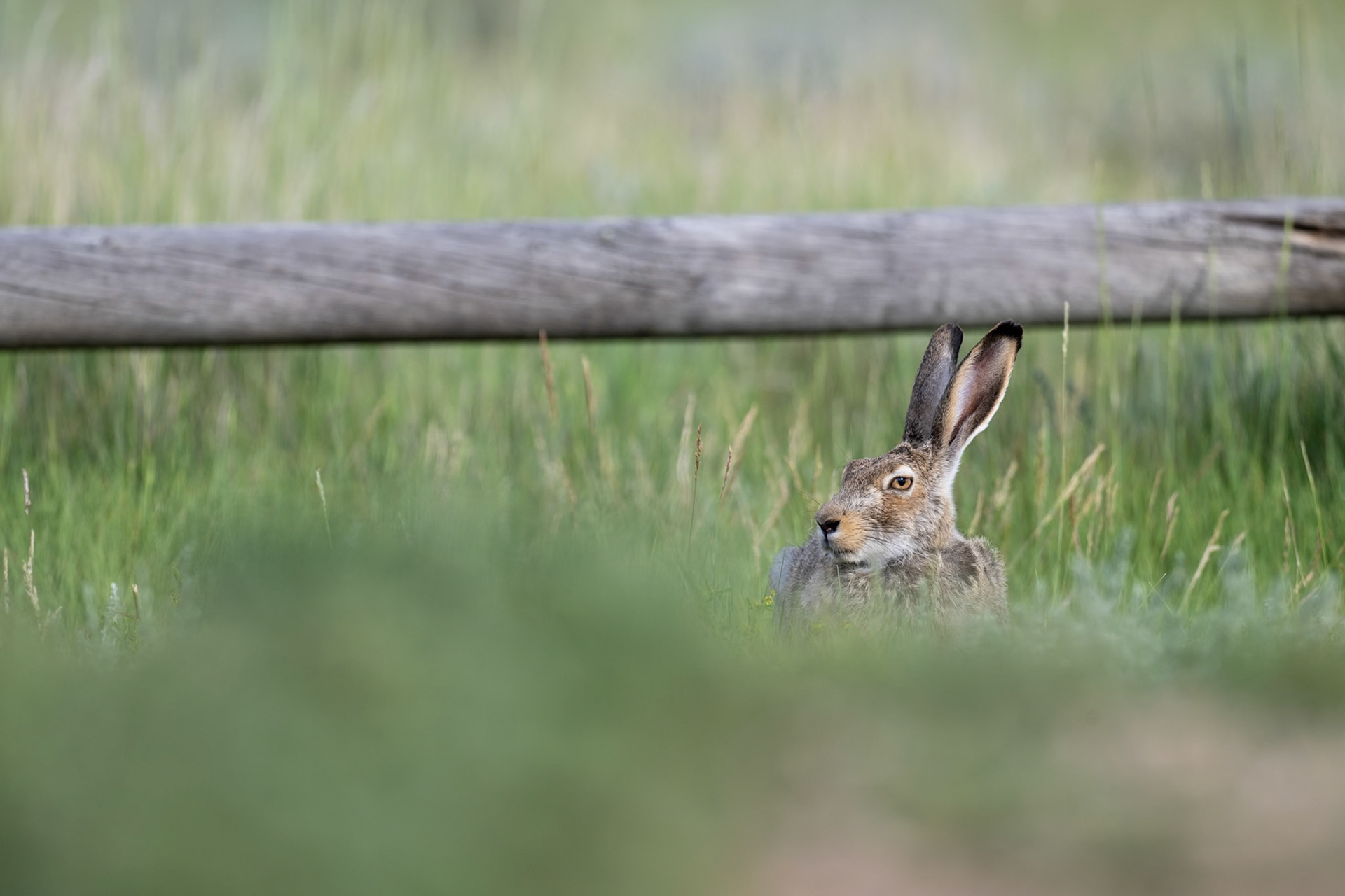 White-tailed jackrabbit, Grasslands National Park - West Block, Saskatchewan.