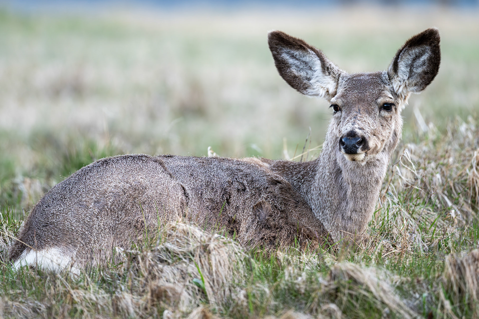 Mule deer in Waterton Lakes National Park, Alberta.