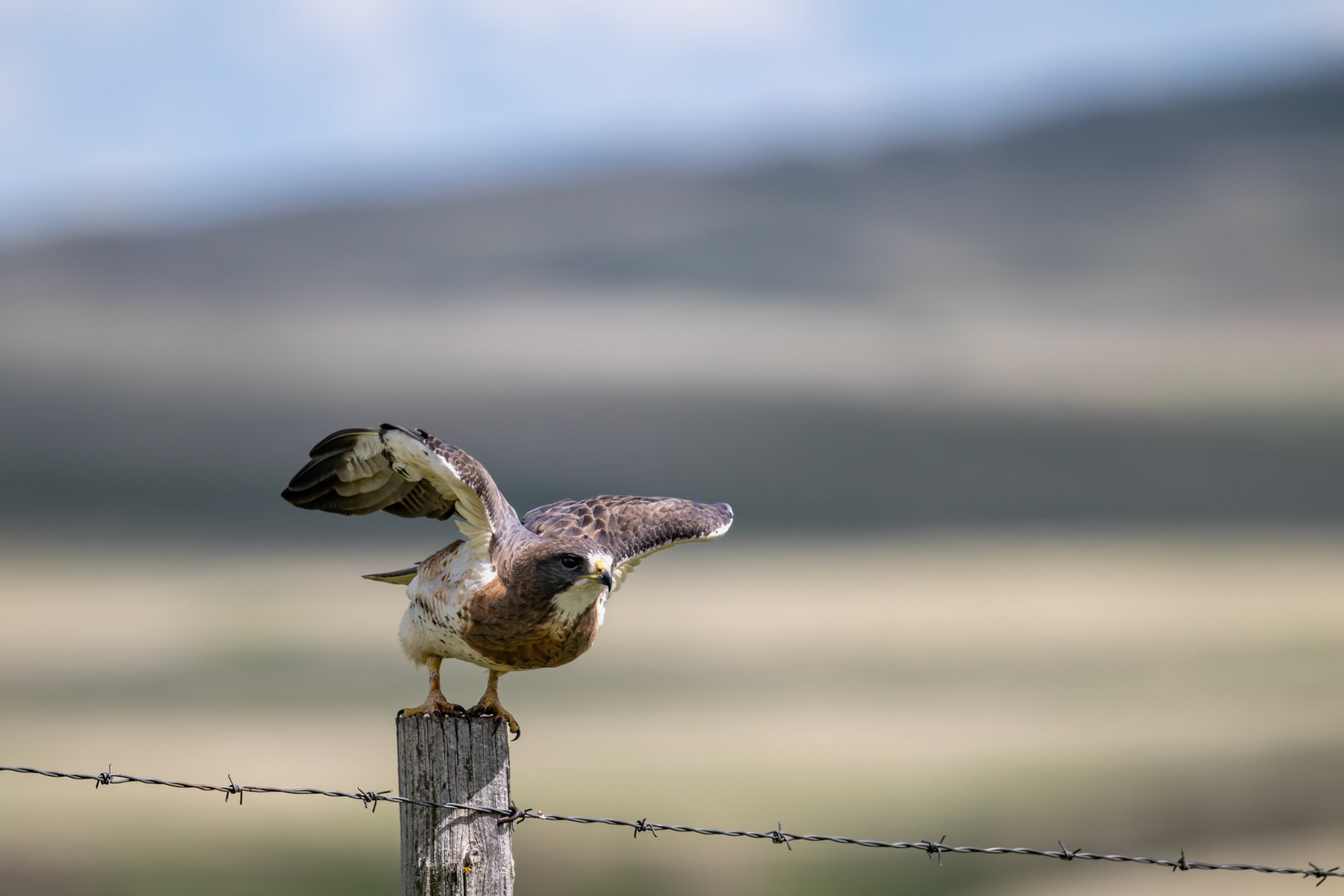 A Swainson's hawk prepares for takeoff from a fence line in southern Alberta.