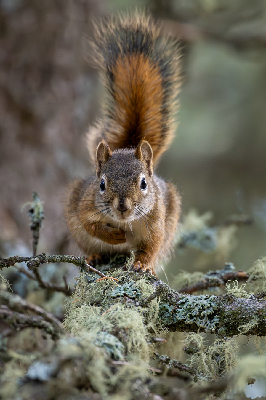 Red squirrel in Cypress Hills Provincial Park, Alberta.