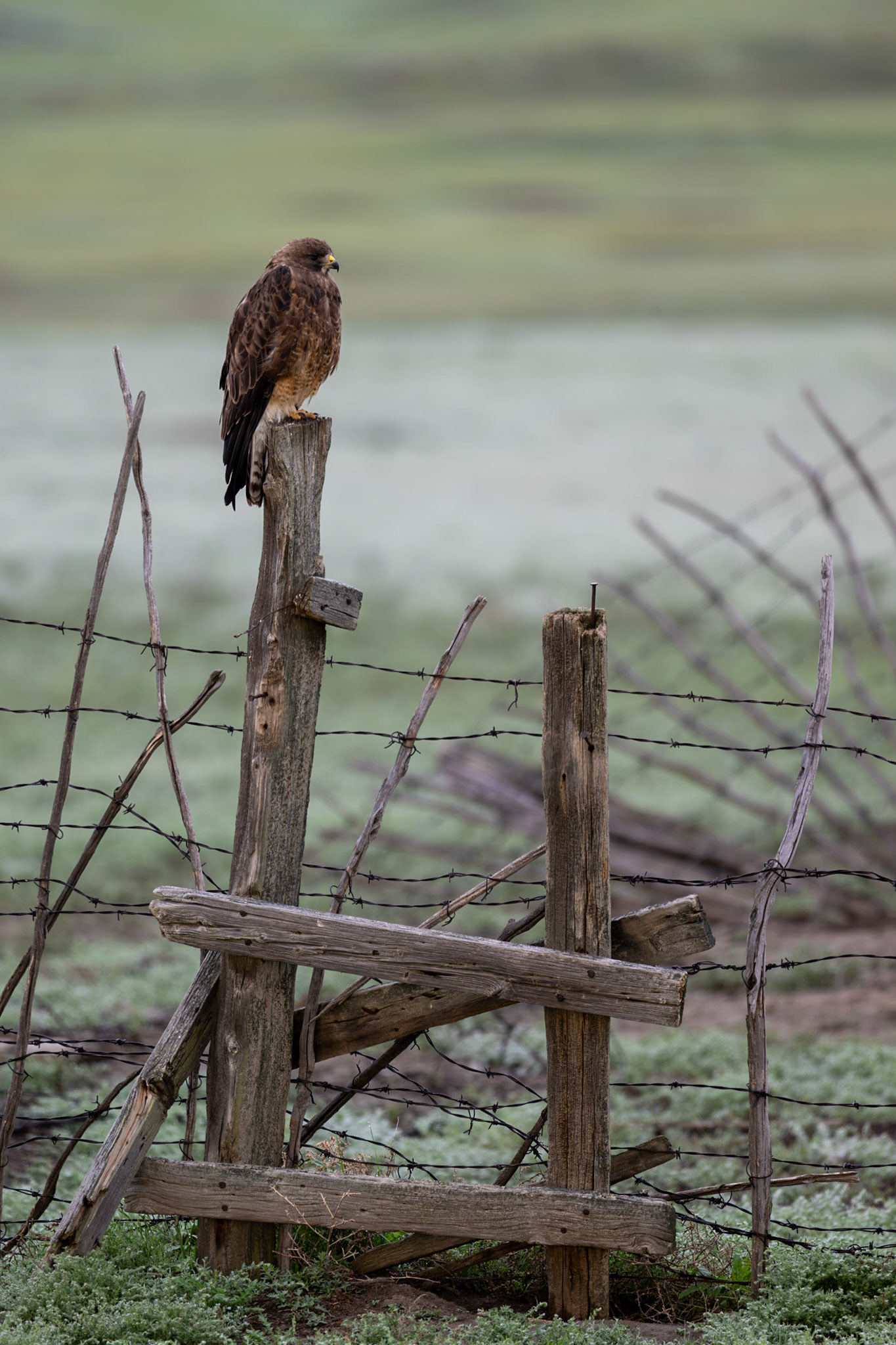 Swainson's hawk, Grasslands National Park - West Block, Saskatchewan.