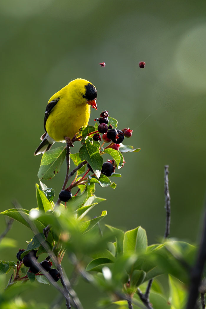 American goldfinch in Dinosaur Provincial Park, Alberta.