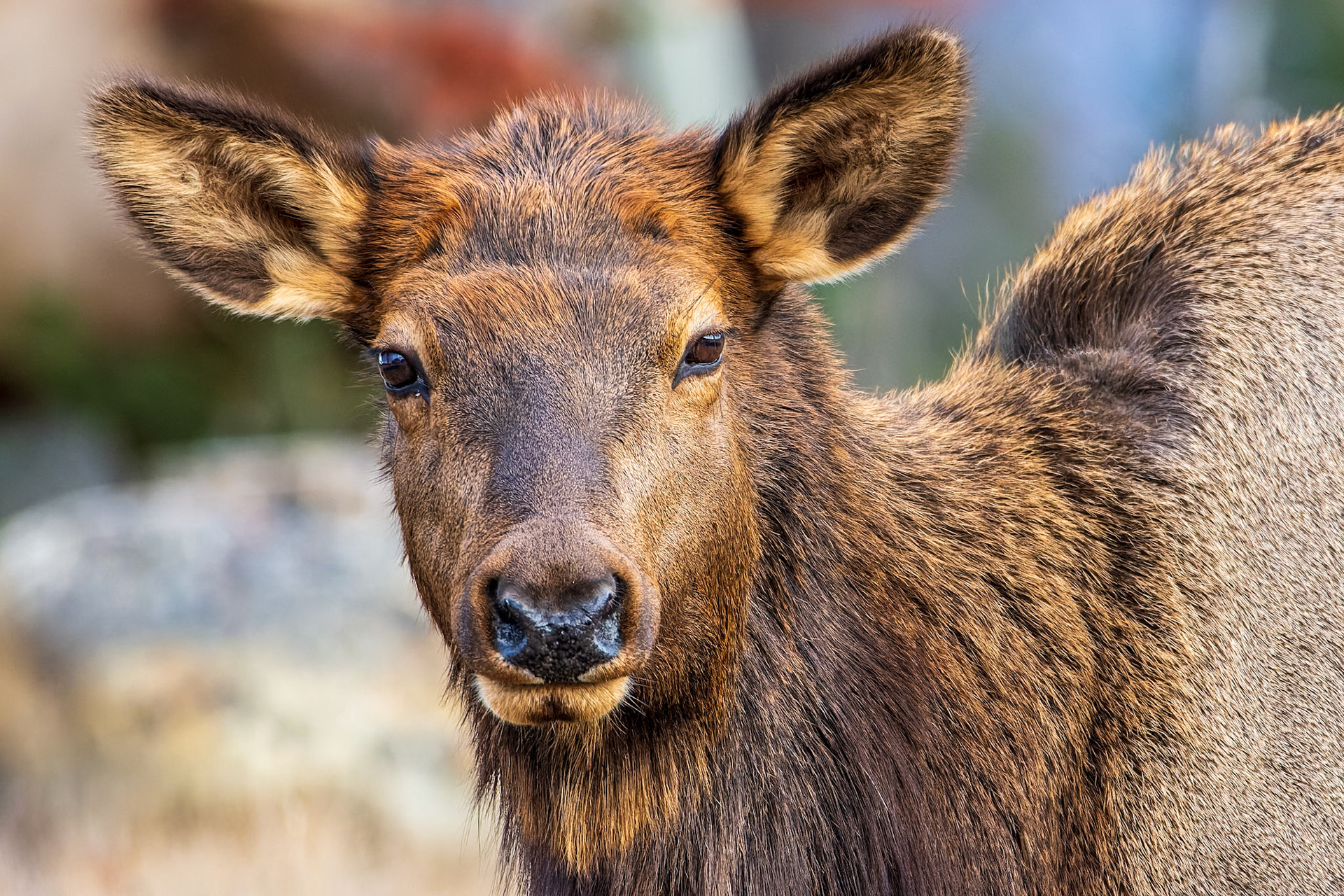 Curious cow elk