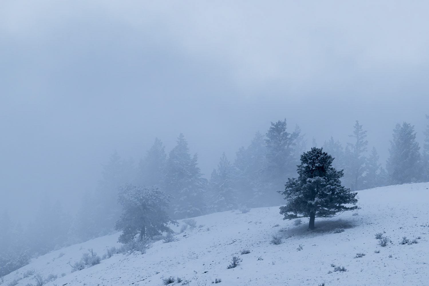 A snow-covered hillside where layers of fog weave through frosted trees, evoking the serene and mysterious beauty of a winter forest in southeast British Columbia.