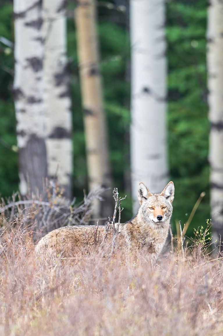 Coyote walking through a forest clearing.